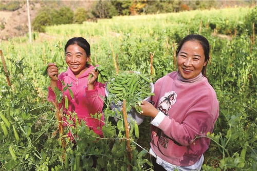 漾濞县 以绿色引领 走好农业产业发展之路