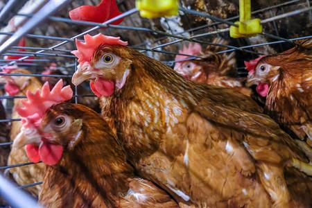 蛋鸡多级生产线输送机鸡蛋生产线的家禽养殖场蛋鸡养殖场农业技术设备