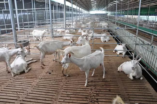 农业农村部:到2025年,生猪、蛋鸡规模化养殖机械化率70%以上
